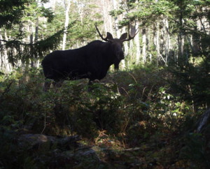 Old Bull checking things out